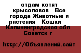 отдам котят крысоловов - Все города Животные и растения » Кошки   . Калининградская обл.,Советск г.